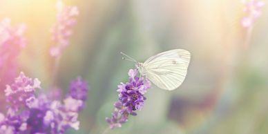 White butterfly purple flower soft sunlight peace
